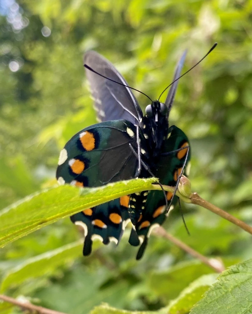 A swallowtail butterfly perched on a leaf, facing the camera